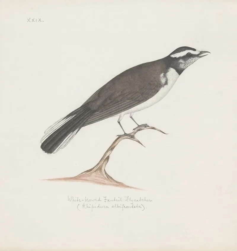 Indian Birds Pl 29