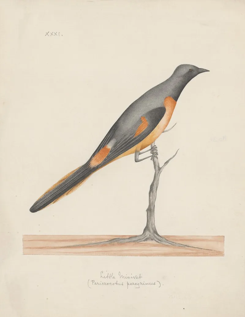 Indian Birds Pl 31