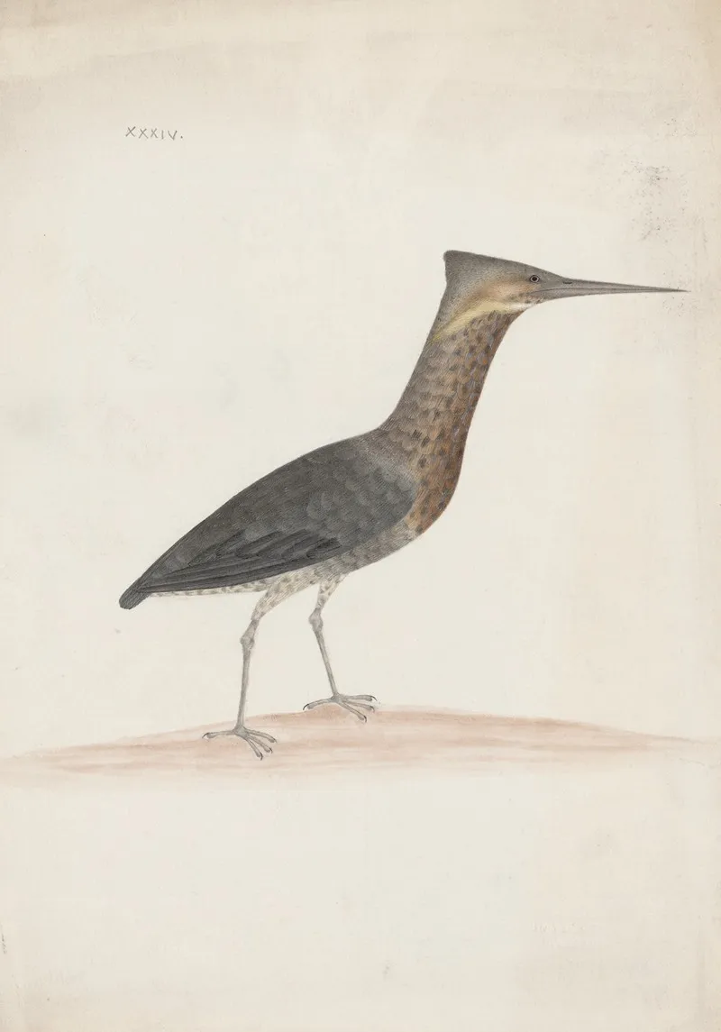 Indian Birds Pl 34