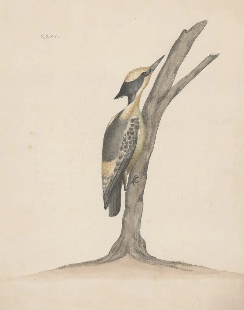 Indian Birds Pl 35