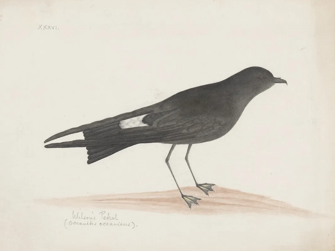Indian Birds Pl 36