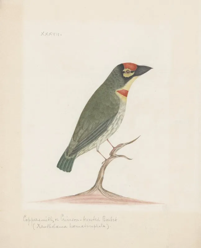 Indian Birds Pl 37