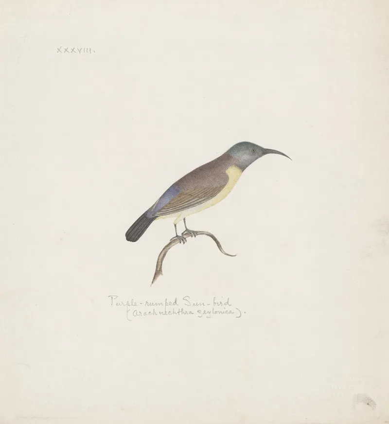 Indian Birds Pl 38