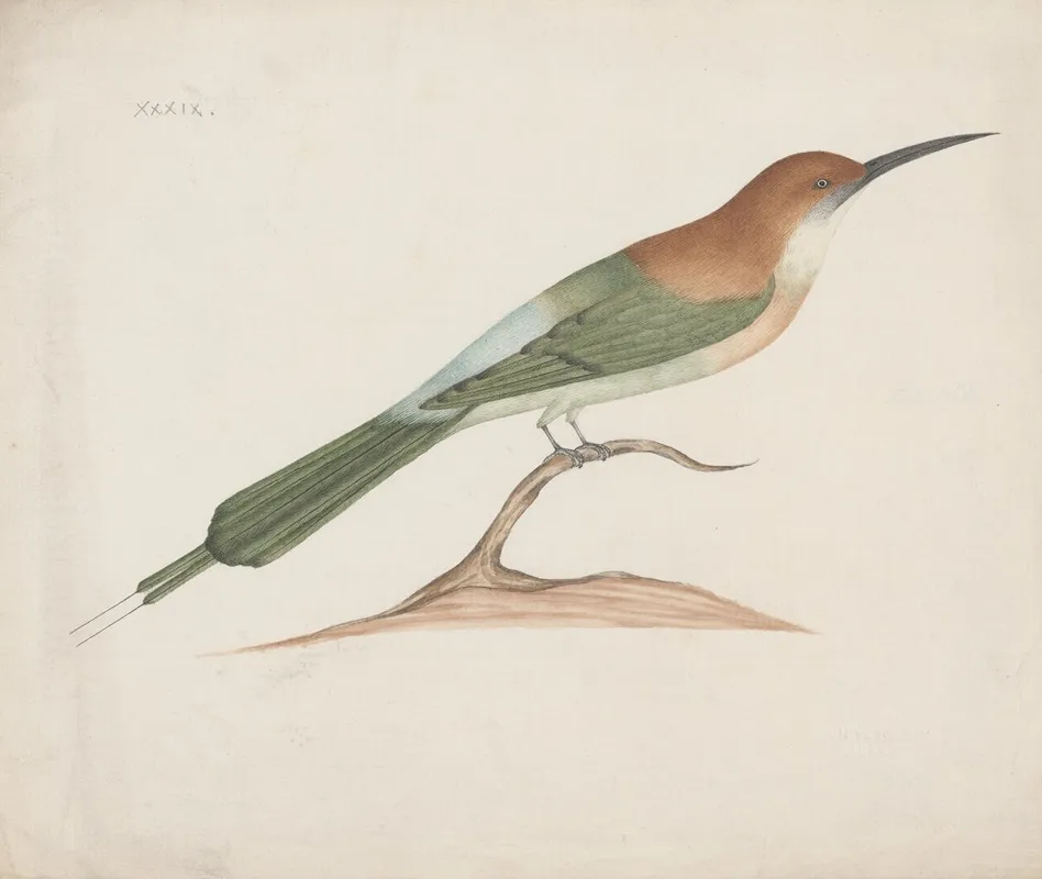 Indian Birds Pl 39
