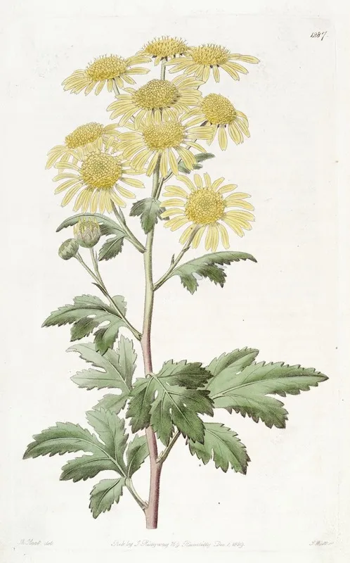 Indian Chrysanthemum Wall Art by Sydenham Edwards - High-Resolution Digital Print