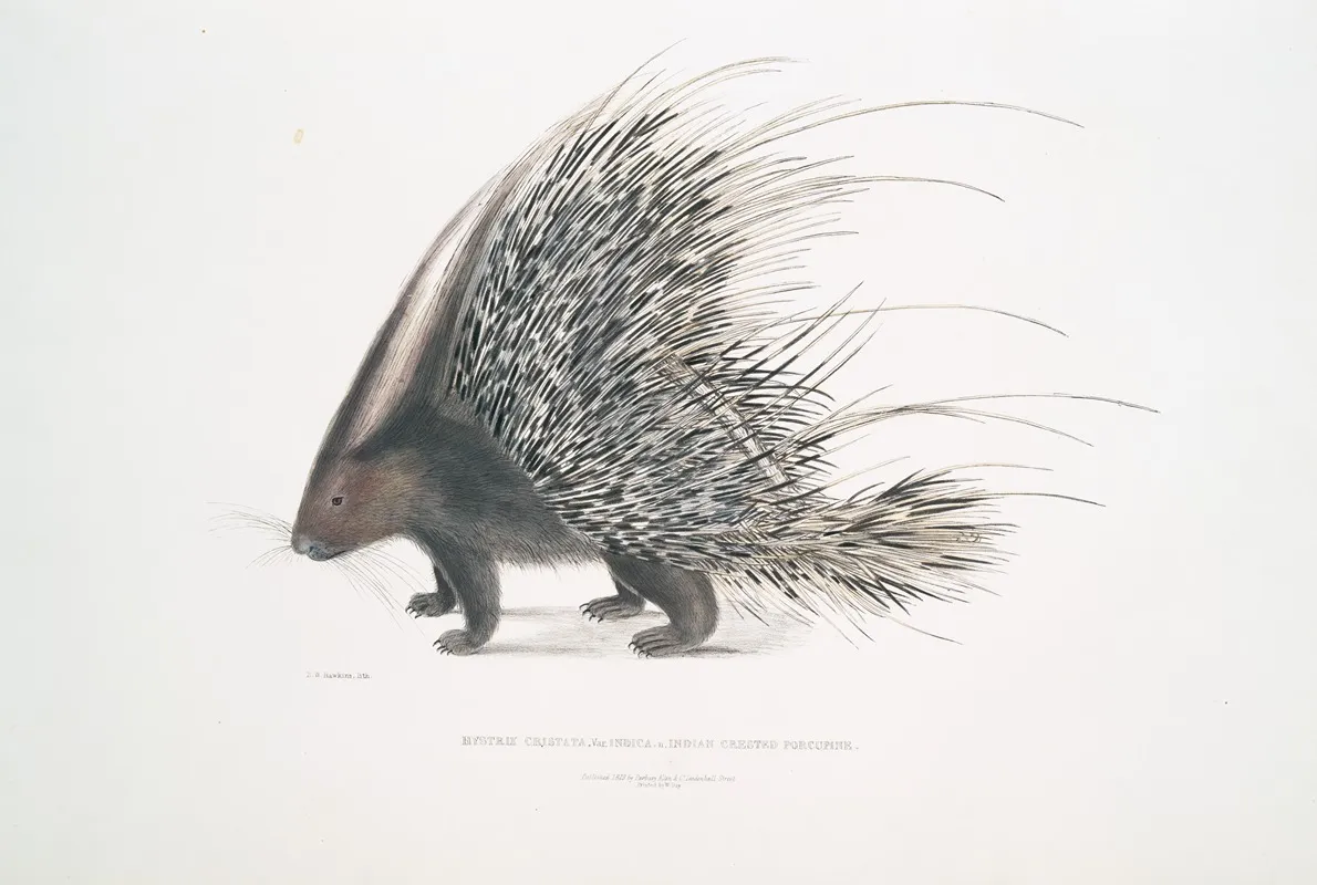 Indian Crested Porcupine Histrix Cristata