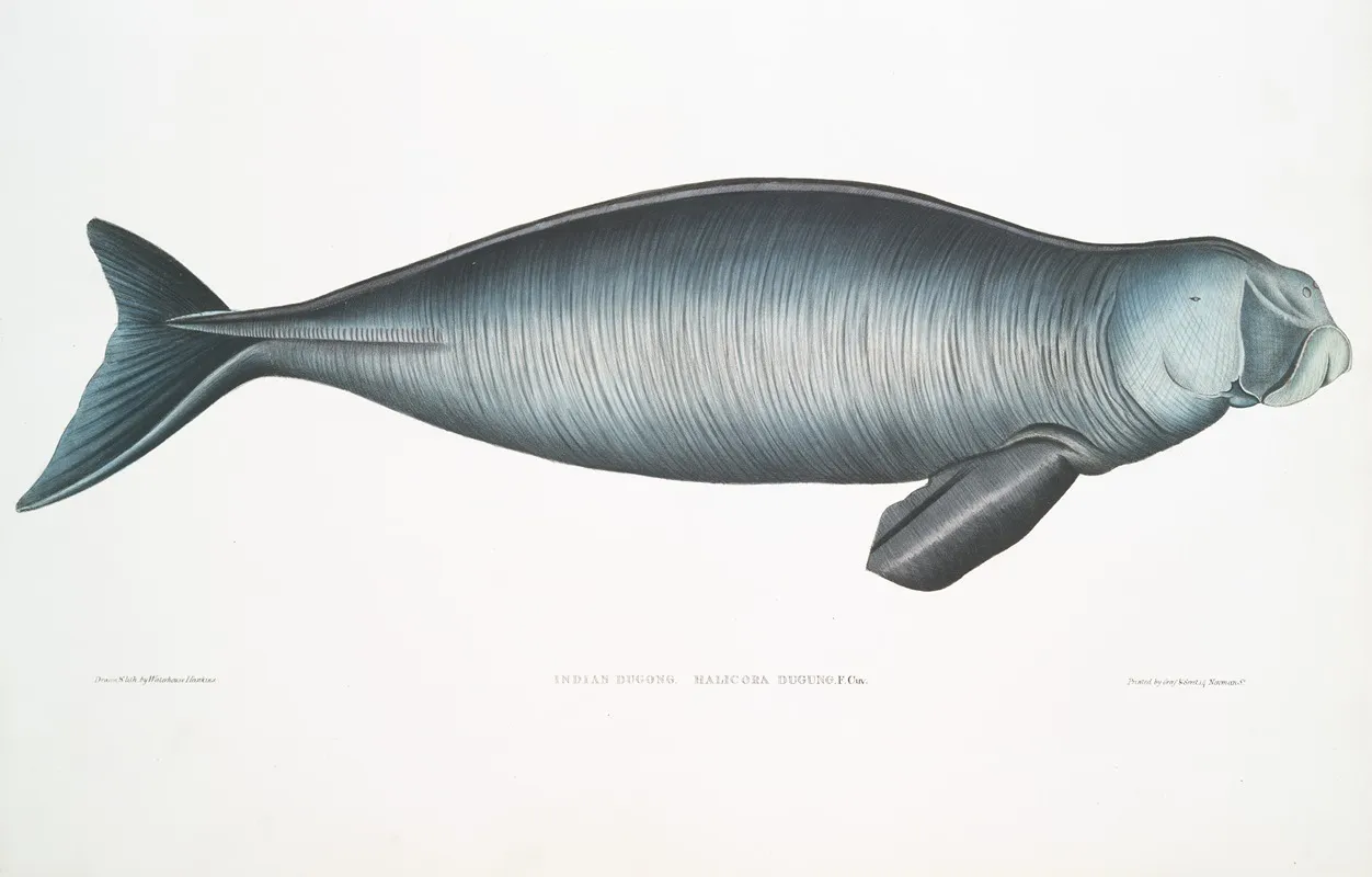 Indian Dugong Halicora Dugung