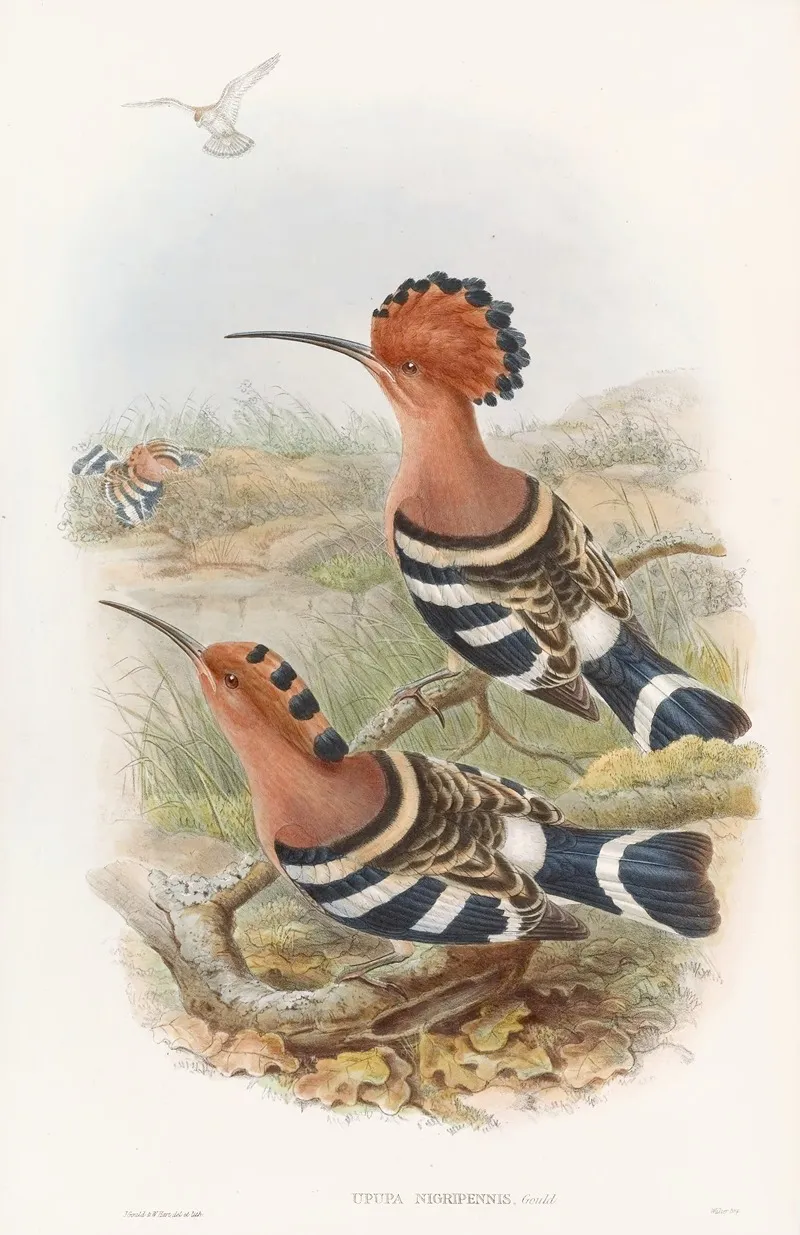 Indian Hoopoe Wall Art by John Gould - High-Resolution Digital Print