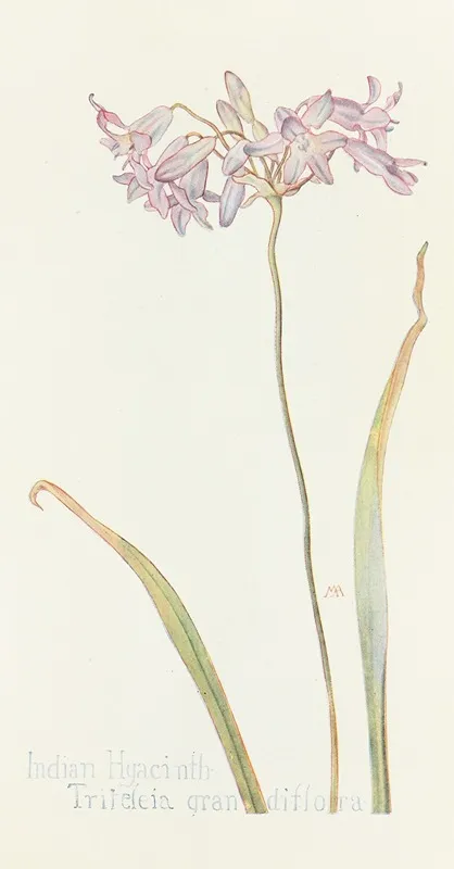 Indian Hyacinth Wall Art by Margaret Armstrong - High-Resolution Digital Print