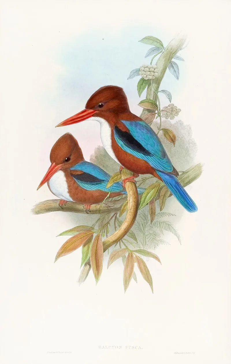 Indian Kingfisher 2 Wall Art by John Gould - High-Resolution Digital Print