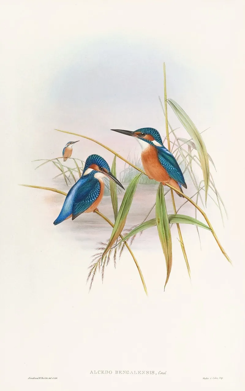 Indian Kingfisher Wall Art by John Gould - High-Resolution Digital Print