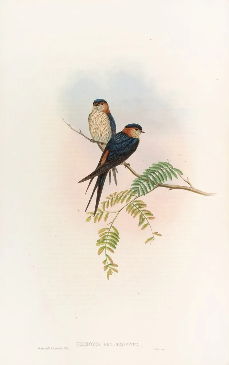 Indian Mosque Swallow Wall Art by John Gould - High-Resolution Digital Print