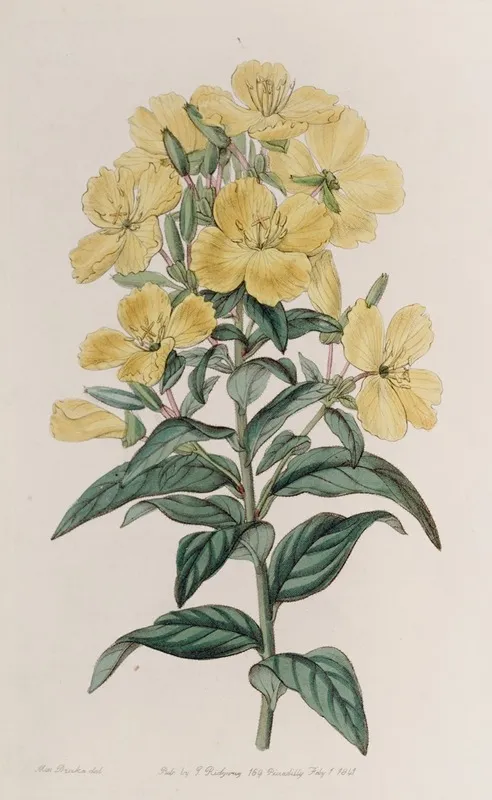 Indian Oenothera Wall Art by Sydenham Edwards - High-Resolution Digital Print