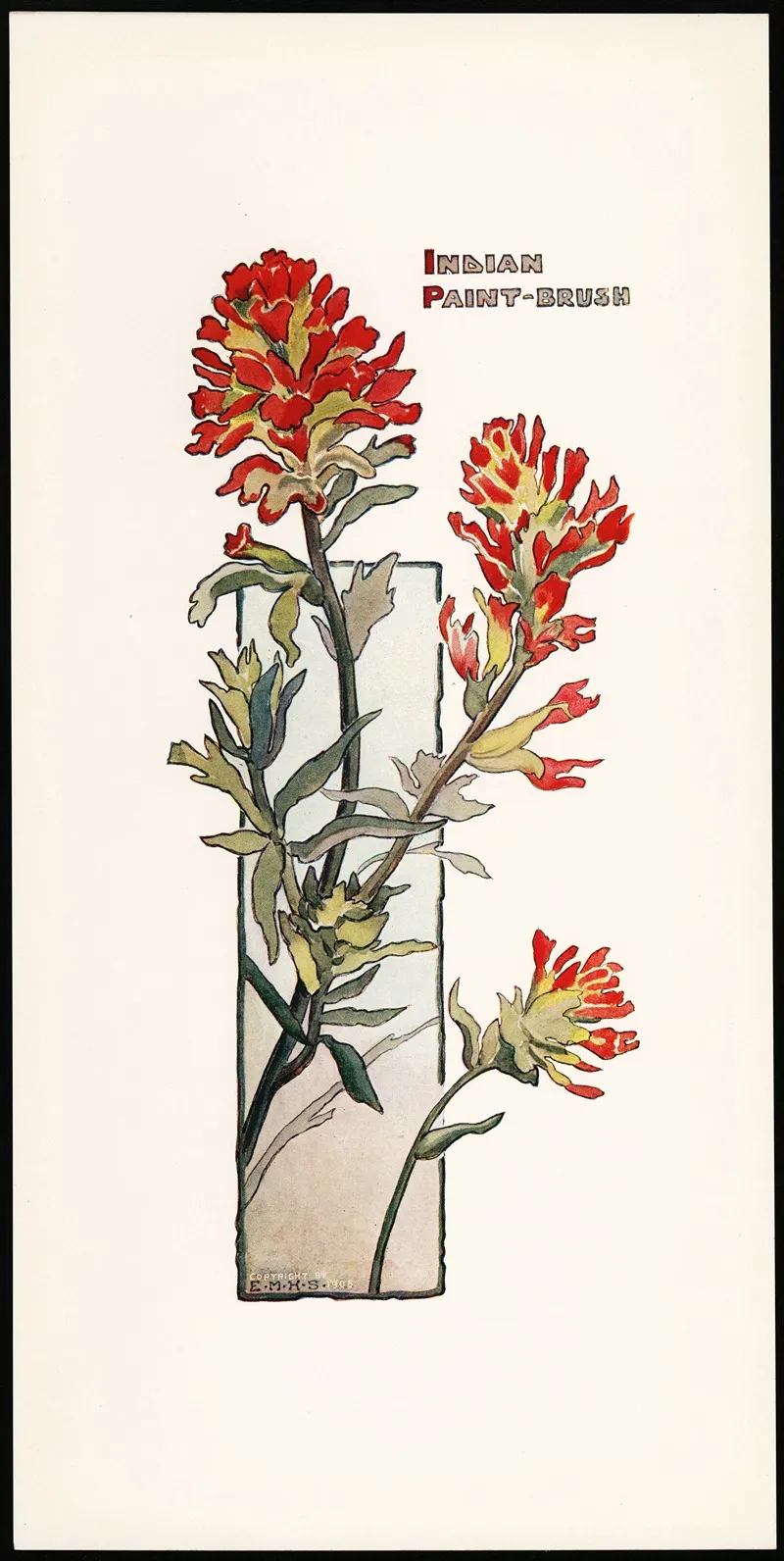Indian Paint Brush 2 Wall Art by Elizabeth Moore Hallowell - High-Resolution Digital Print