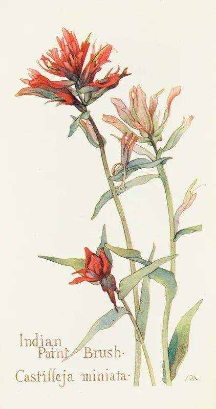 Indian Paint Brush Wall Art by Margaret Armstrong - High-Resolution Digital Print