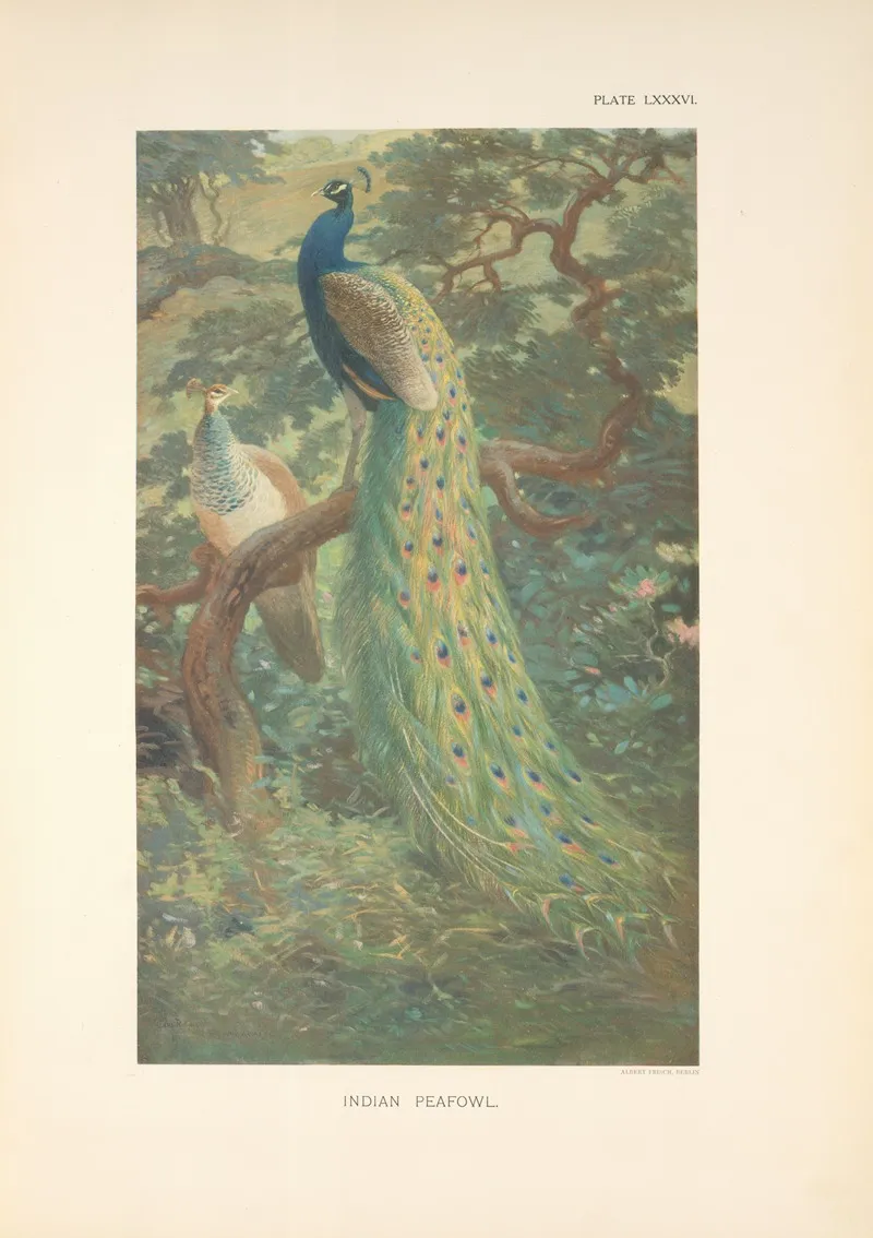 Indian Peafowl Pavo Cristatus Wall Art by Charles Robert Knight - High-Resolution Digital Print