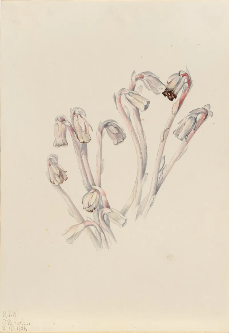 Indian Pipe Monotropa Uniflora
