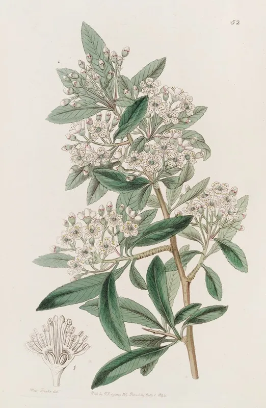 Indian Pyracantha Wall Art by Sydenham Edwards - High-Resolution Digital Print