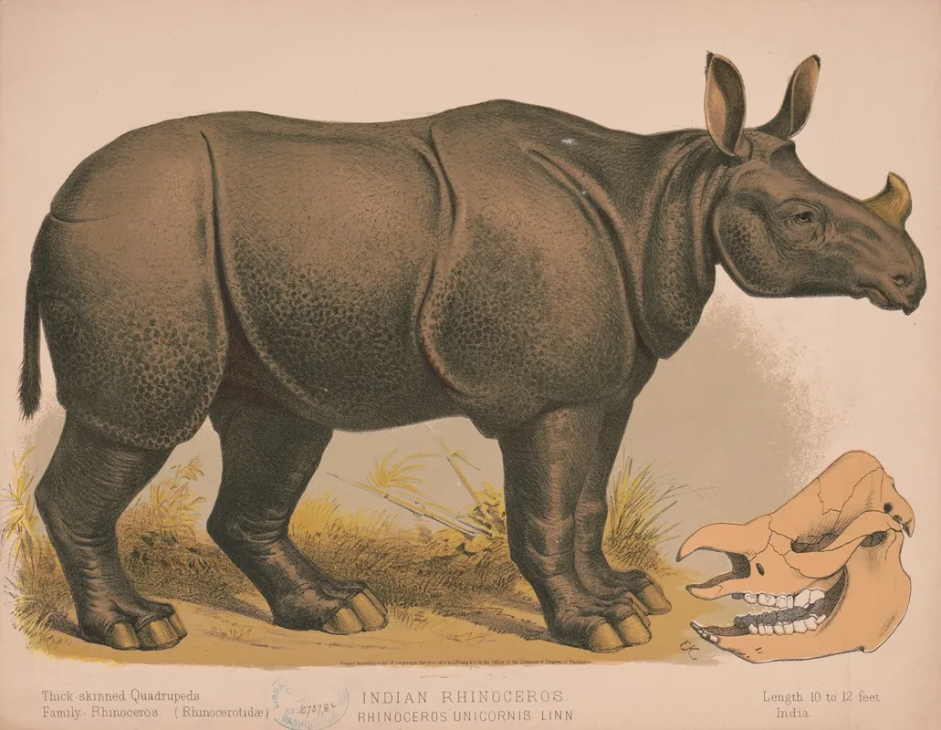 Indian Rhinoceros Rhinoceros Unicornis Linn