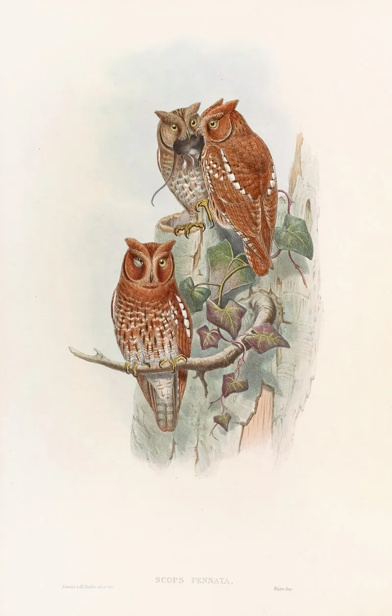 Indian Scops Owl Wall Art by John Gould - High-Resolution Digital Print