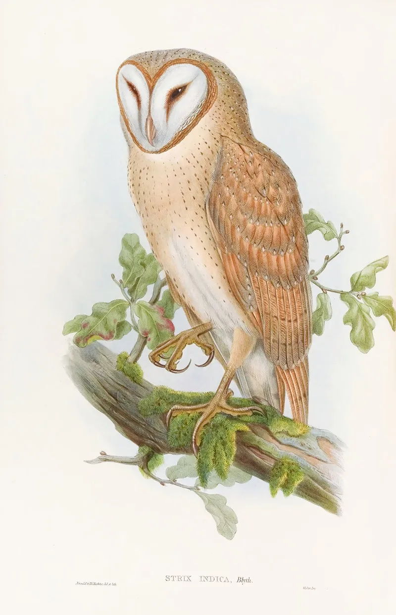Indian Screech Owl Wall Art by John Gould - High-Resolution Digital Print