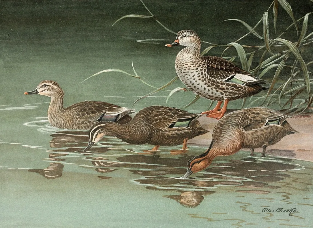 Indian Spot Bill Eastern Spot Billed Duck Wall Art by Allan Brooks - High-Resolution Digital Print