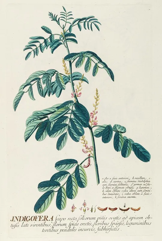 Indigofera Ii Wall Art by Georg Dionysius Ehret - High-Resolution Digital Print