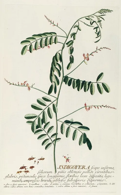 Indigofera Iii Wall Art by Georg Dionysius Ehret - High-Resolution Digital Print