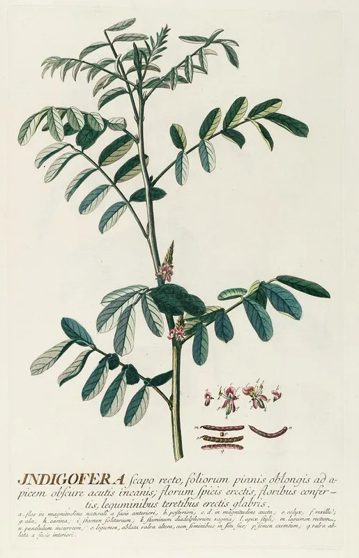 Indigofera Wall Art by Georg Dionysius Ehret - High-Resolution Digital Print