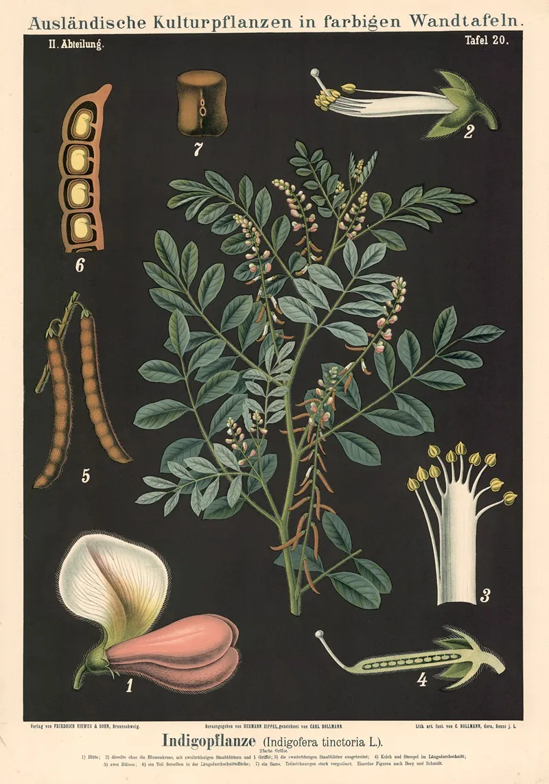 Indigopflanze Indigofera Tinctoria L Wall Art by Carl Bollmann - High-Resolution Digital Print