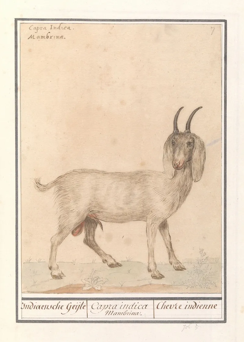 Indische Geit Capra Wall Art by Anselmus Boëtius de Boodt - High-Resolution Digital Print