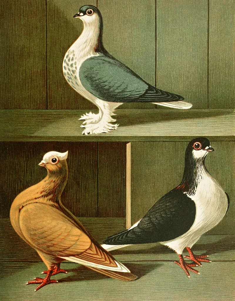 Indische Tummler Wall Art by Gustav Prütz - High-Resolution Digital Print