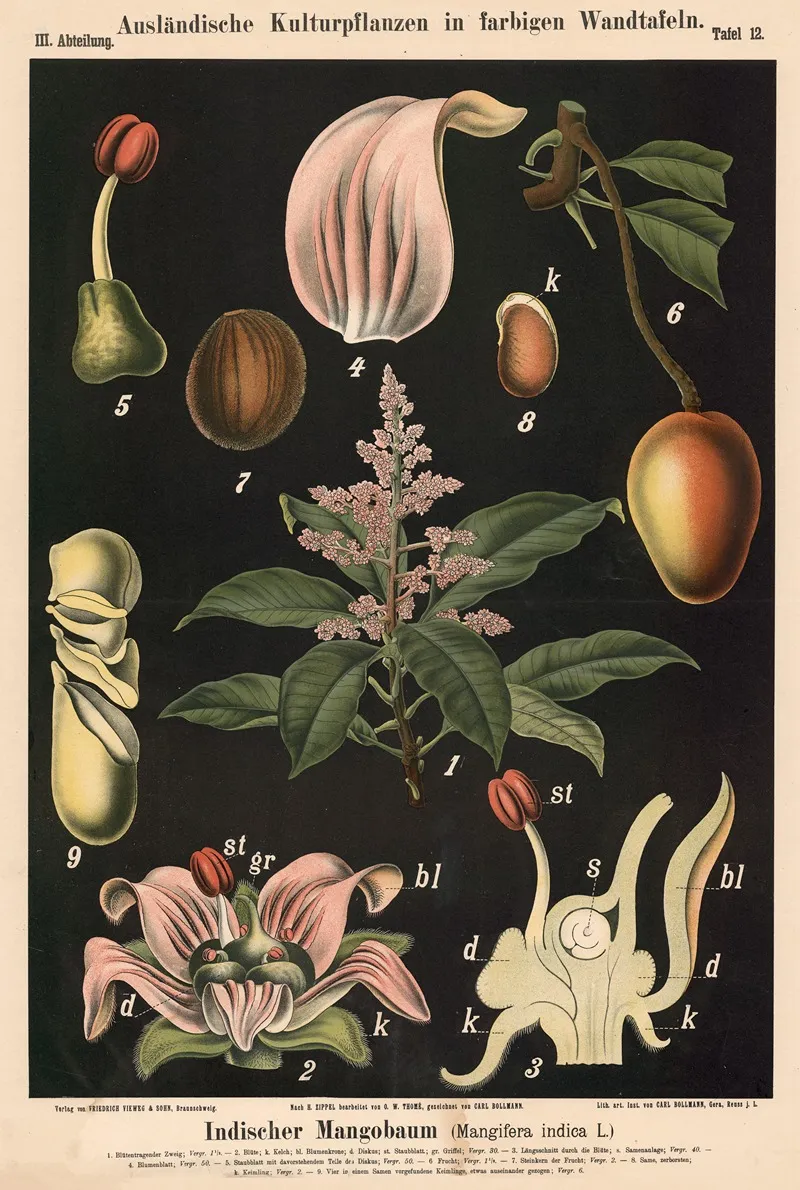 Indischer Mangobaum Mangifera Indica L Wall Art by Carl Bollmann - High-Resolution Digital Print