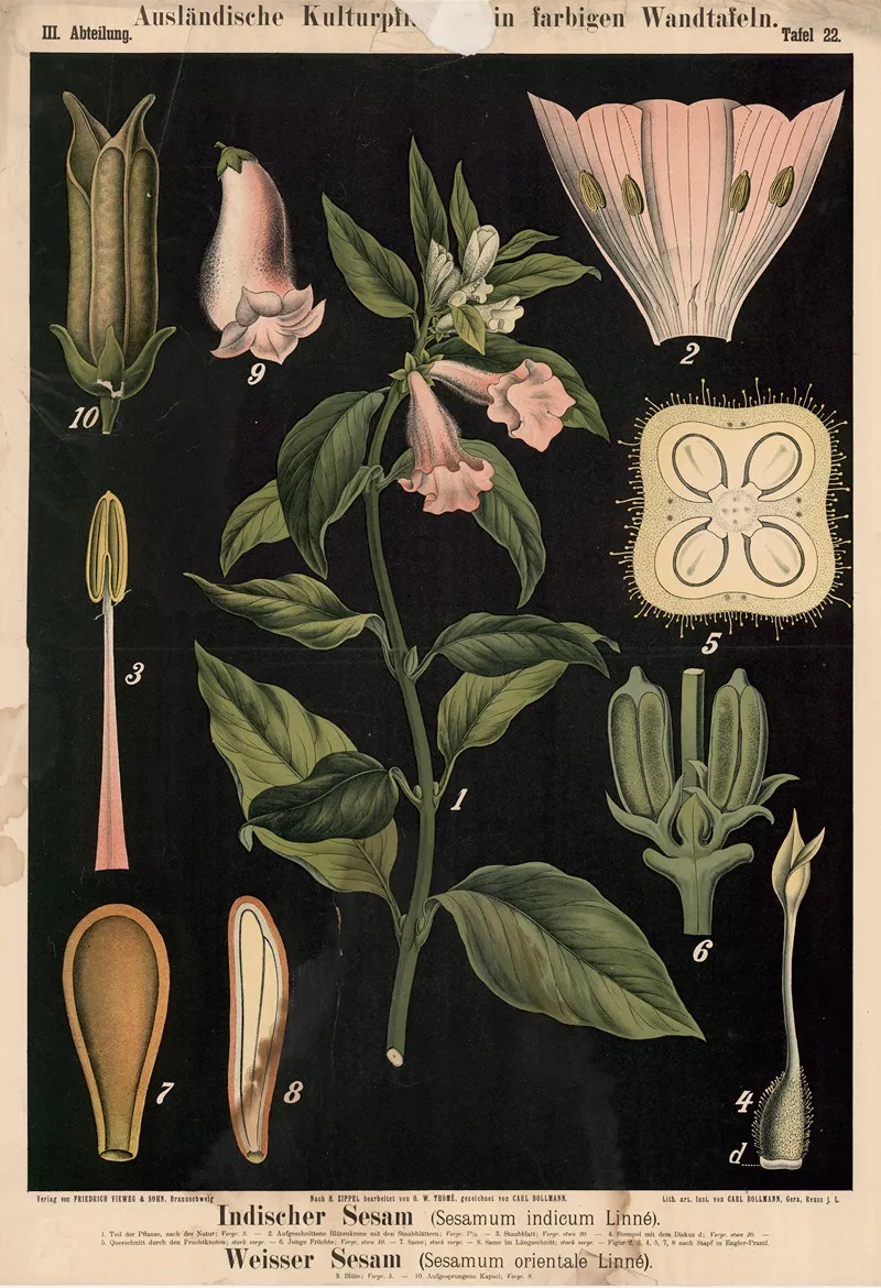 Indischer Sesam Sesamum Indicum Linne Weisser Sesam Sesamum Orientale Linne Wall Art by Carl Bollmann - High-Resolution Digital Print
