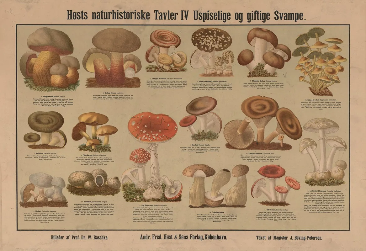 Inedible And Poisonous Mushrooms Wall Art by Dr. W. Raschke - High-Resolution Digital Print