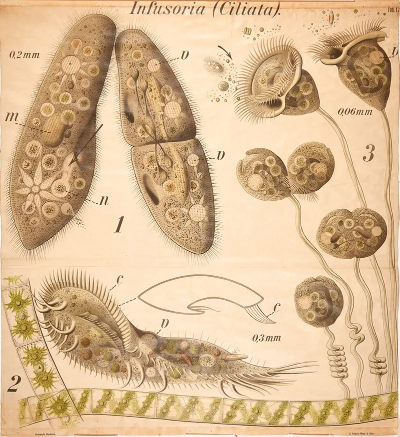 Infusoria Wall Art by Paul Pfurtscheller - High-Resolution Digital Print