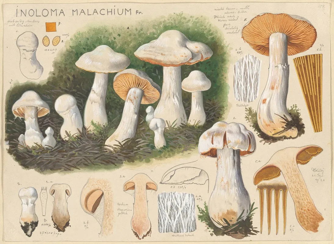 Inoloma Malachium Fr Wall Art by Hans Walty - High-Resolution Digital Print