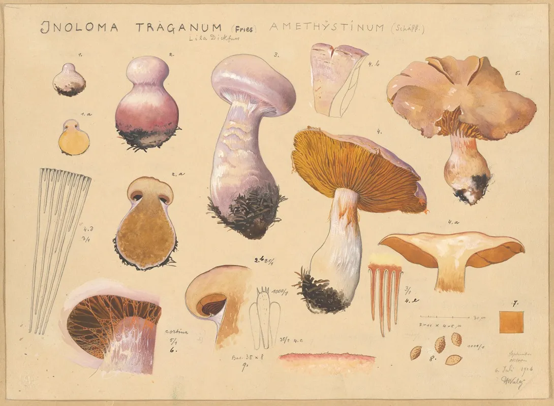 Inoloma Traganum Fries Wall Art by Hans Walty - High-Resolution Digital Print