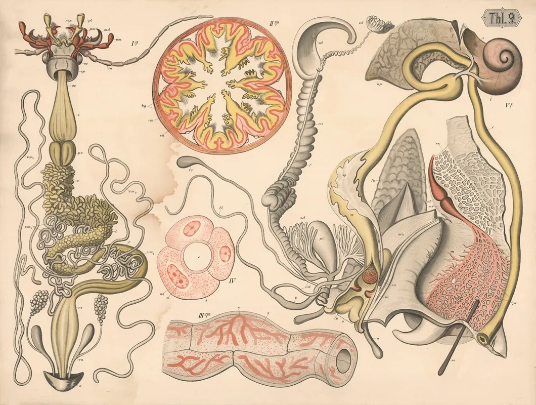 Insect Digestive Organs Wall Art by A. Brass - High-Resolution Digital Print