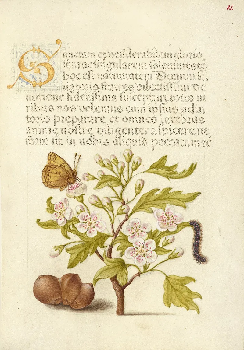 Insect English Hawthorn Caterpillar And European Filbert