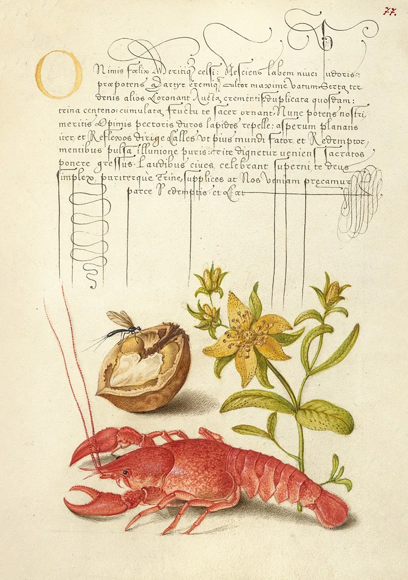 Insect English Walnut Saint Johns Wort And Crayfish