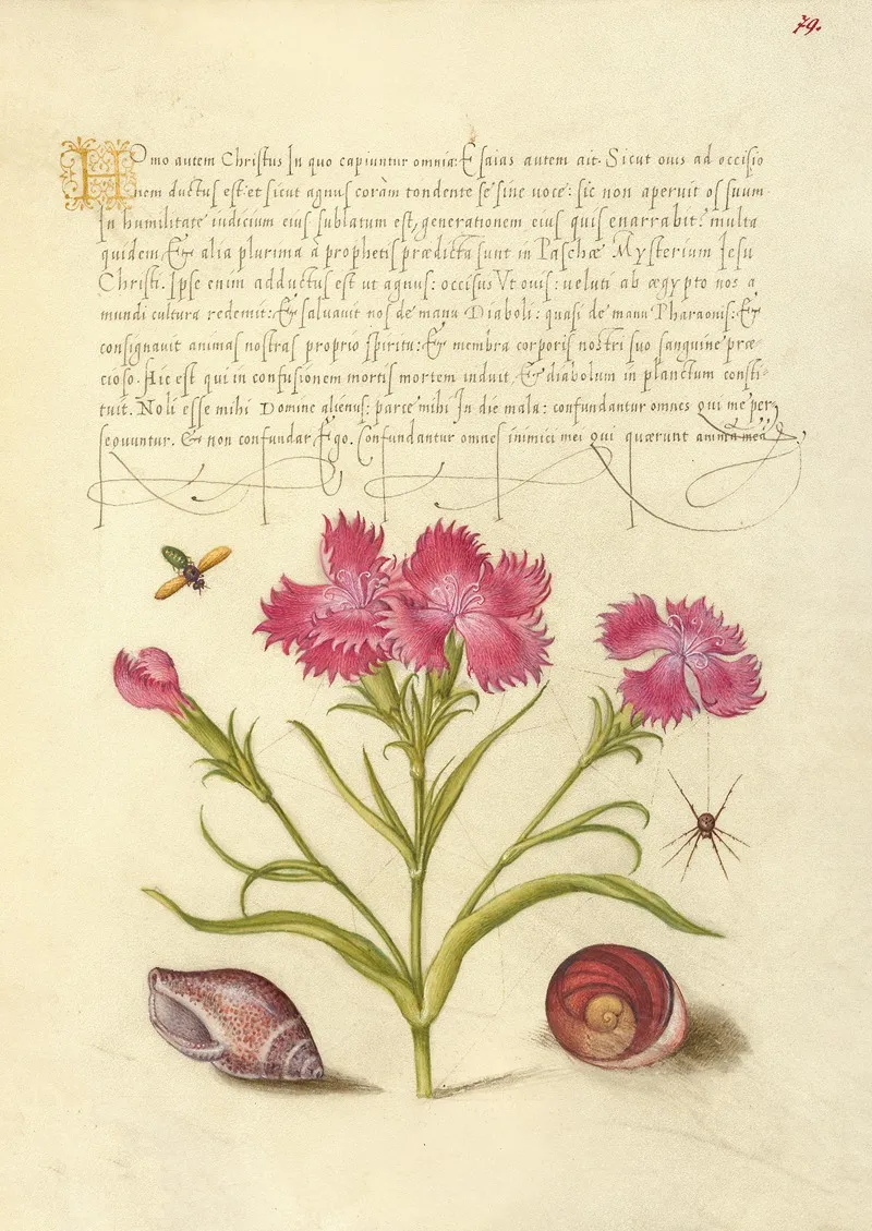 Insect Sweet William Spider Marine Mollusk And Eye Of Santa Lucia