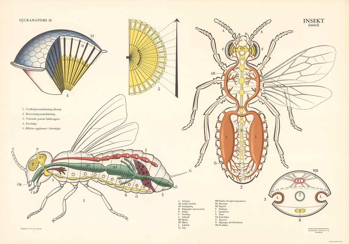 Insect Wasp Wall Art by Svenska Skolmaterielförlaget Gunnar Saiåtz A-B - High-Resolution Digital Print