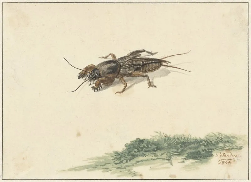 Insect Wall Art by Gerard Sanders - High-Resolution Digital Print