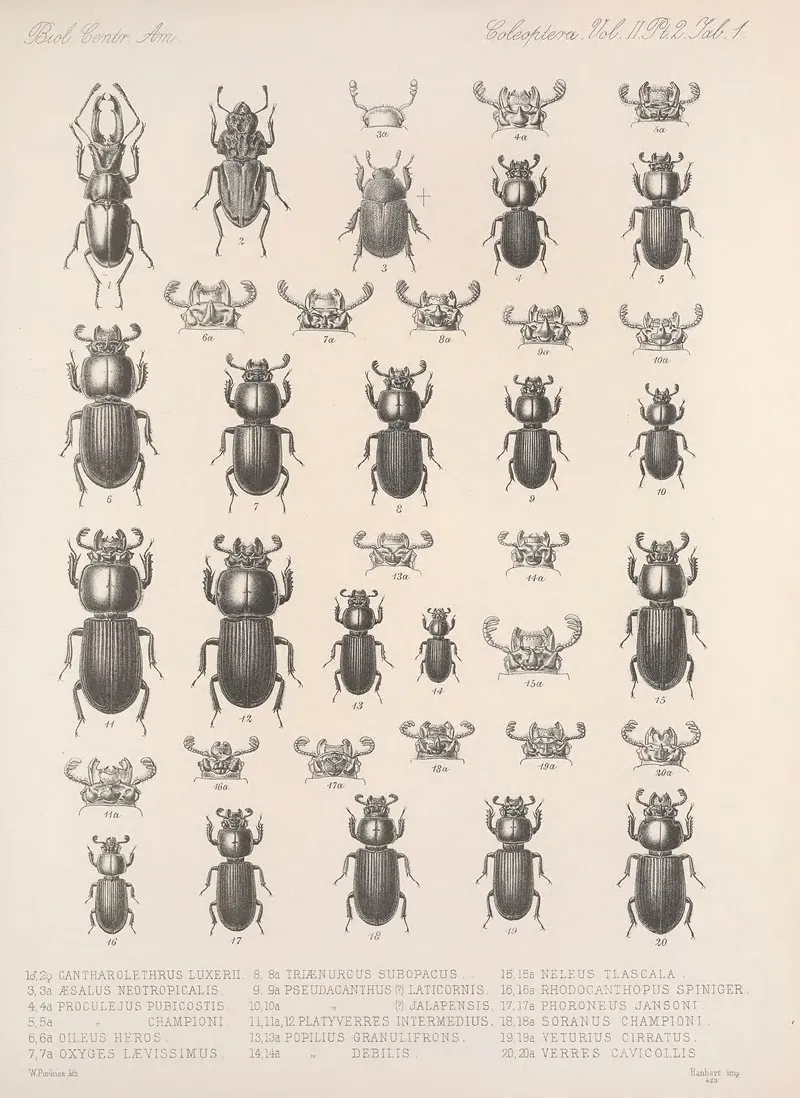 Insecta Coleoptera Pl 001 Wall Art by Frederick DuCane Godman - High-Resolution Digital Print