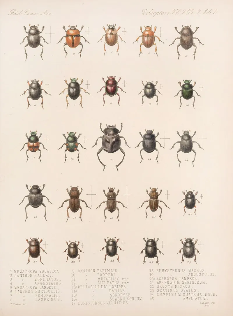 Insecta Coleoptera Pl 002 Wall Art by Frederick DuCane Godman - High-Resolution Digital Print