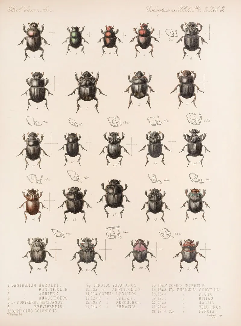 Insecta Coleoptera Pl 003 Wall Art by Frederick DuCane Godman - High-Resolution Digital Print