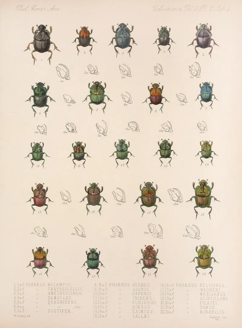 Insecta Coleoptera Pl 004 Wall Art by Frederick DuCane Godman - High-Resolution Digital Print