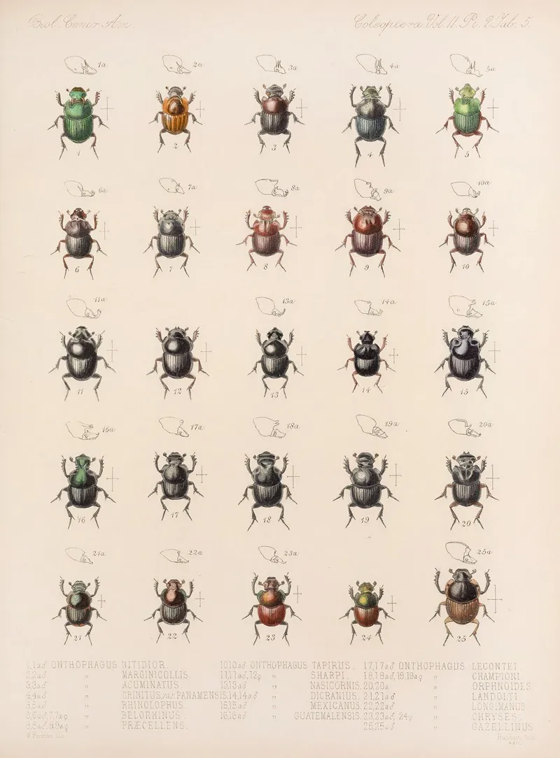 Insecta Coleoptera Pl 005 Wall Art by Frederick DuCane Godman - High-Resolution Digital Print