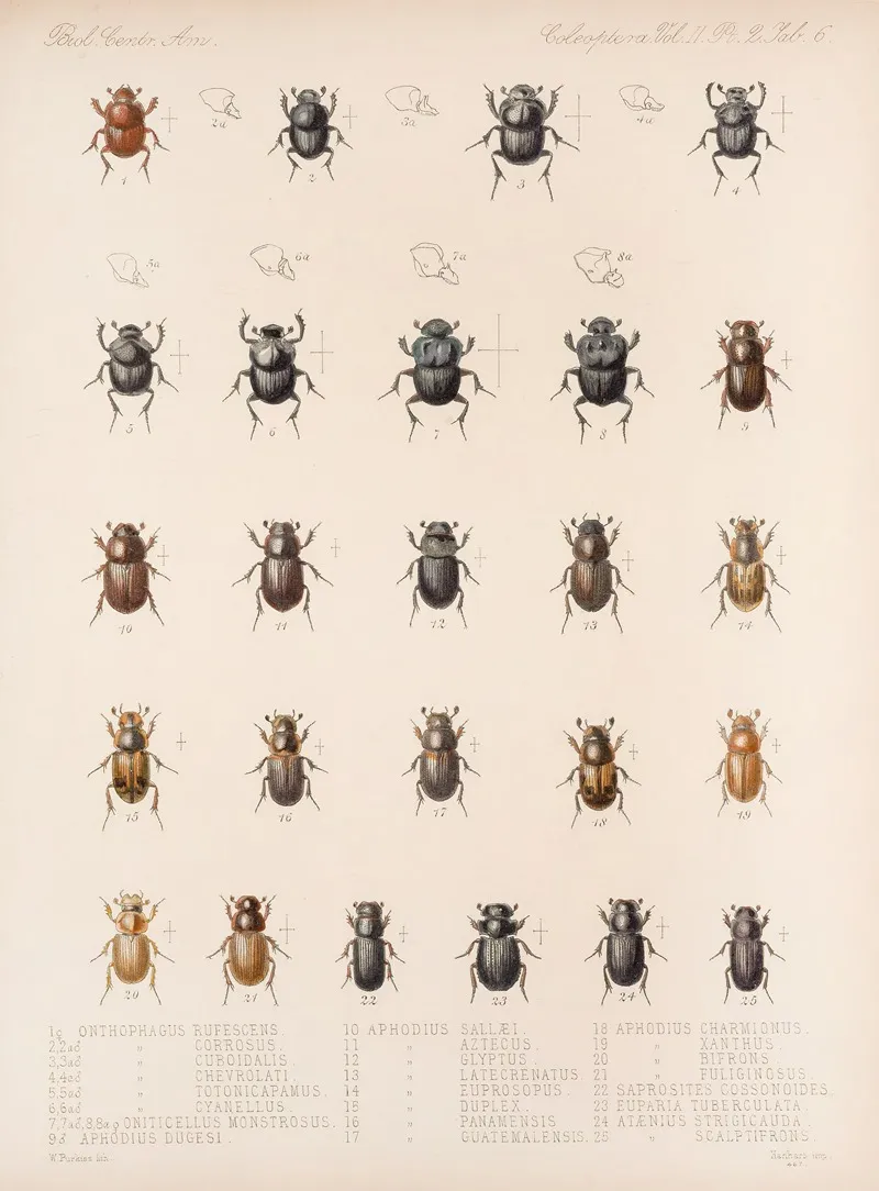 Insecta Coleoptera Pl 006 Wall Art by Frederick DuCane Godman - High-Resolution Digital Print